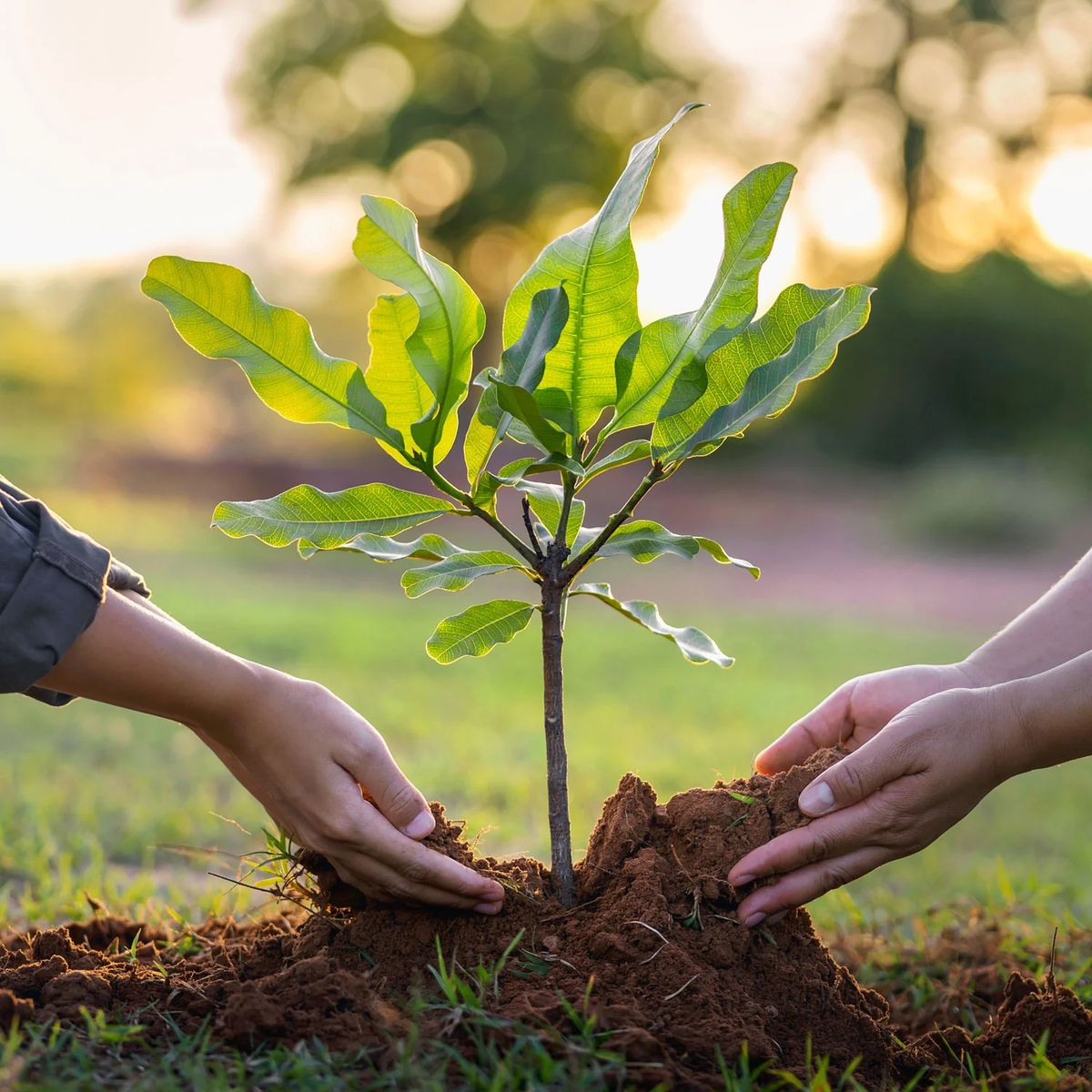 People planting a young tree together